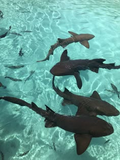 a group of fish swimming in clear blue water near each other's backs and tails