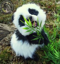 a baby panda eating bamboo with its mouth open and it's tongue hanging out