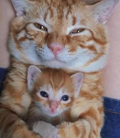 an orange and white cat laying next to a baby kitten on top of it's back