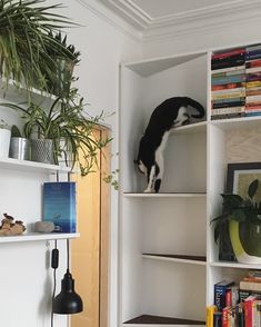 a white book shelf filled with books next to a potted plant