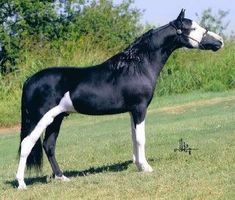 a black and white horse standing on top of a lush green field with trees in the background