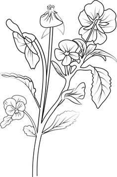 Beautiful pansy flower with leaves line art plant branch vector botanical illustration coloring books and page for children and adults, vintage pansy drawing, outline pansy flower drawing. Pansy Drawing, Vector Cityscape, Flower With Leaves, Branch Vector, Pansy Flower, Pansies Flowers, Coloring Pages Printable, Logo Banners