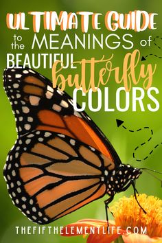 Guide To The Meanings Of Beautiful Butterfly Colors What Do Butterflies Represent, Meaning Of Butterflies, Butterfly Types And Meanings, What Do Butterflies Symbolize, Butterfly Color Meaning Spiritual, Animal Meanings, Beautiful Meaning, Color Meanings