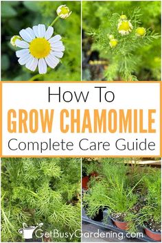 how to grow chamomile in the garden with pictures and text overlay