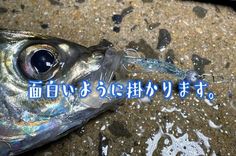 an image of a fish that is on the ground with words written in chinese above it