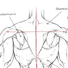 the back view of a man's torso, with different muscles labeled in red