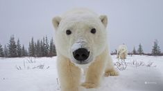 a polar bear standing in the snow with trees in the backgrounds