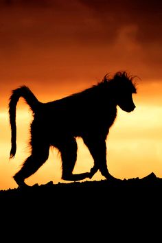 the silhouette of a monkey walking on top of a hill under a cloudy sky at sunset