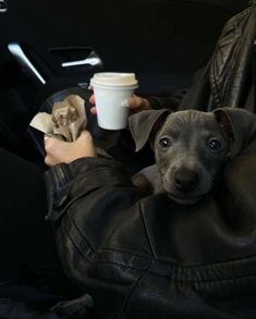 a person holding a dog in their lap with a cup of coffee next to them