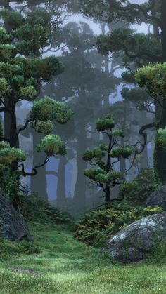 an image of a forest with rocks and trees in the foggy day time scene