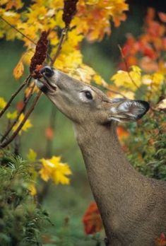 a deer that is standing in the grass