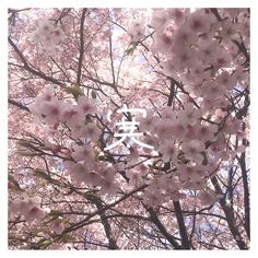 Pink Cherry Blossom Aesthetic, Idk Aesthetic, Pink Blossom Tree, Cherry Blossom Season, Logo Idea, Image Background