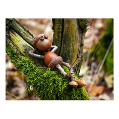 two little mushrooms are sitting on the mossy tree branch, one is climbing up