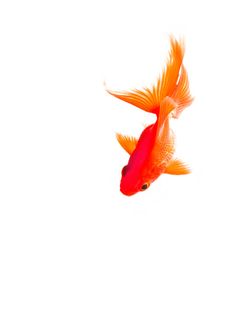 an orange and red fish flying through the air