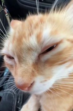 an orange and white cat sitting in the passenger seat of a car looking at something