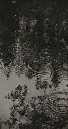 raindrops are falling on the surface of water