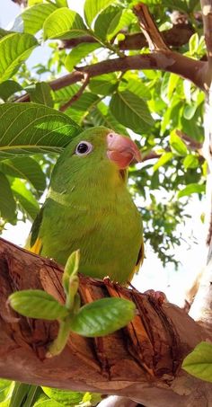 a green bird sitting on top of a tree branch with leaves around it's neck