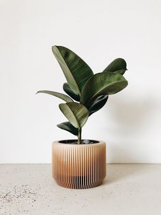 a potted plant sitting on top of a table next to a white wall and floor