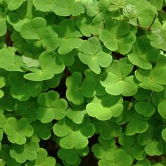 green leaves are growing on the ground