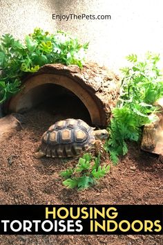 a tortoise in its habitat with the words housing tortoises indoors