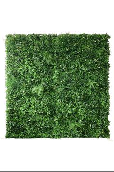 a green hedge on a white background