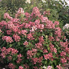 pink and white flowers are blooming in the garden next to some rocks, shrubs and trees