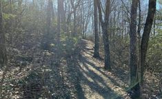 the sun is shining through the trees in the woods on a trail that goes uphill