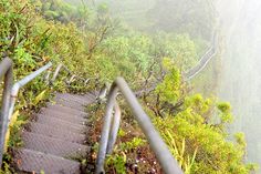 stairs leading up to the top of a steep mountain in foggy weather with trees and bushes