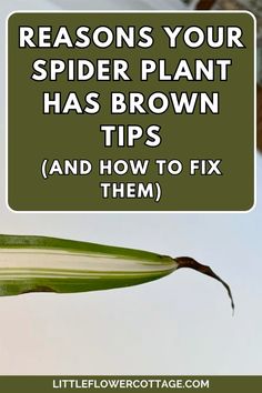 spider plant has brown tips and how to fix them with text overlay that reads, reasons your spider plant has brown tips and how to fix them