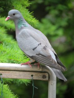 a pigeon sitting on top of a wooden bench next to green trees and pine needles