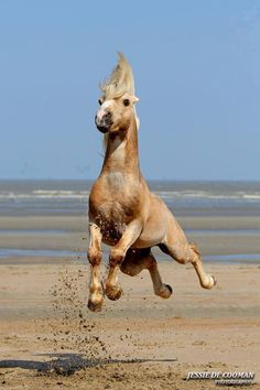 a horse is jumping in the air with its front legs spread out and it's saying, woohoo it's friday