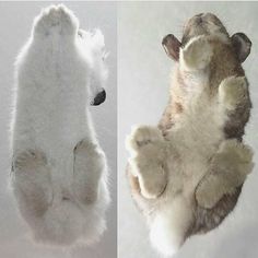 two pictures of the same stuffed animal, one with its paw on it's back