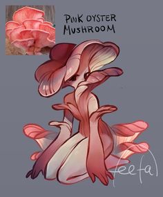 pink oyster mushroom is shown in this drawing