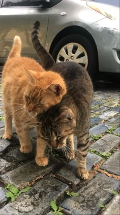 two cats playing with each other in front of a car on a cobblestone street