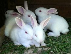 four white rabbits are sitting in the grass