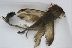 a dead fish sitting on top of a white surface