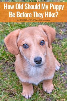 a brown dog sitting on top of a grass covered field with the words how old should my puppy be before they hike?