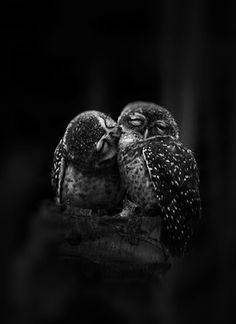 two owls sitting next to each other on top of a tree branch with a quote above it