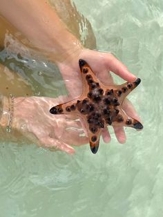 a person holding a starfish in the water