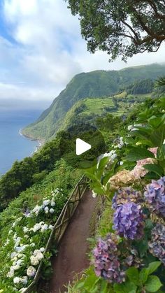 a scenic view of the ocean with flowers in bloom and trees on the side of it