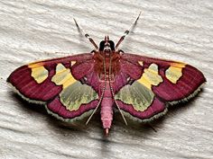 a red and yellow moth sitting on top of a white surface