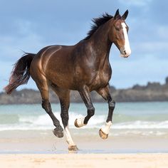 a brown horse running on the beach near the water's edge with its front legs in the air