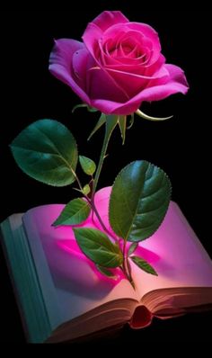 a pink rose sitting on top of an open book