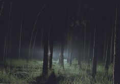 a dark forest filled with lots of tall grass and trees covered in foggy light