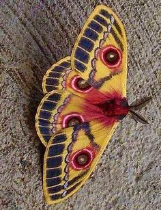 a yellow and blue butterfly sitting on top of a cement floor next to a wall