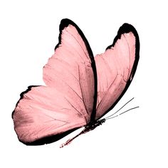 a pink butterfly flying in the air with its wings spread out and it's wing extended