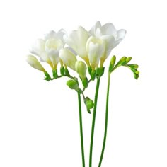 three white flowers are in a vase on a white table top, with green stems