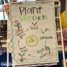 a plant life cycle poster on a white board in a classroom with lots of books