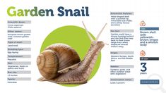 a snail is shown with the words garden snail on it's back and side