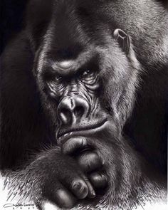 a black and white drawing of a gorilla with his hands on his chin, looking at the camera